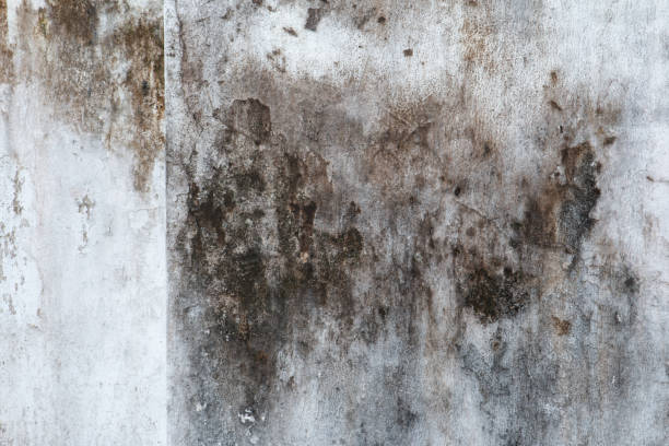 Best Black Mold Removal  in Fulton, TX