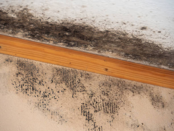 Best Commercial Mold Inspection  in Fulton, TX